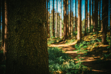 sunlight through the trees in the woods