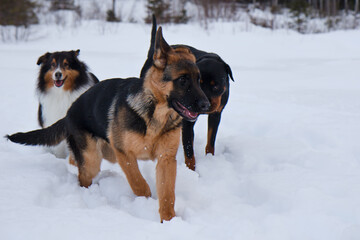 German shepherd rottweiler and shetland sheepdog running in the white snow