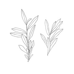 Hand drawn twigs. Graphic sketch. Vector.	