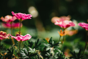 pink flowers in the garden