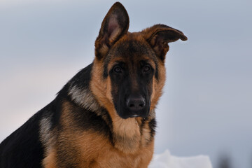 German shepherd close up portrait