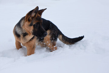 German shepherd in the deep white snow looking right