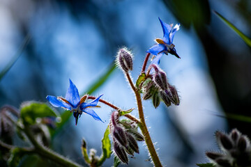 blue flower on abstract background
