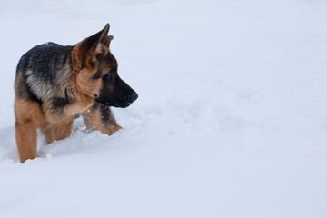 German shepherd standing in deep white snow