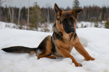 German shepherd sitting down in snow
