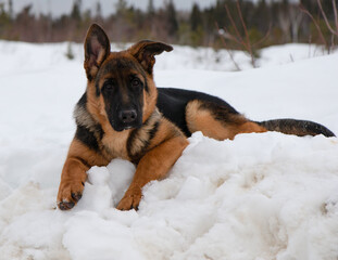 German shepherd lying down in white snow in winter