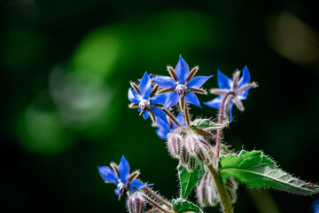 close up of blue flower