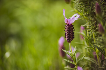 flower of the wild strawberry