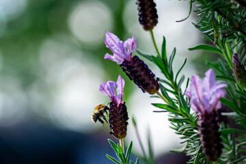 bee landing a pink flower