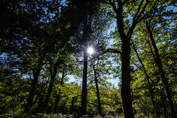 Obraz premium Naturaleza por el Parque de Gorbea, Araba Alava