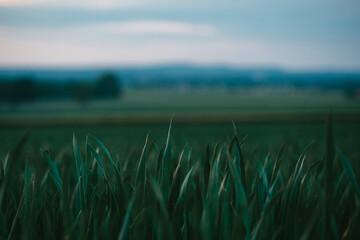 green grass in the morning fog