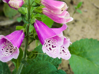 Beautiful Foxglove Flower Close up