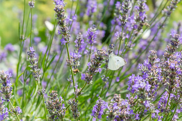 White butterfly with big eyes and antenna on purple lavender flower in summer