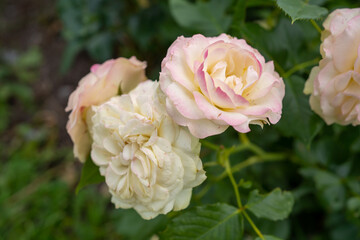 Macro photo of a light beige rose flower