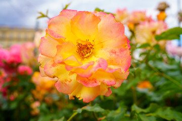 Obraz premium photo rose orange with pink on a blurred background. petals in focus