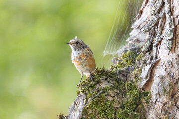 juvenile  Black Redstart - Phoenicurus ochruros  