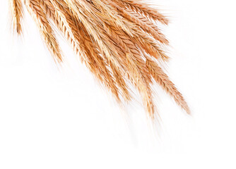 Wheat isolated on a white background.