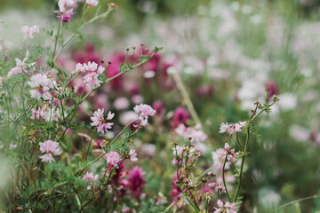 pink flowers in the field