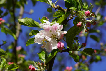 White flowers and white red flower buds of the apple tree. In spring in the Netherlands. Spring, Bergen, Netherlands April 19, 2020