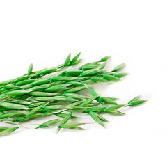 Green oat ears isolated on a white background.