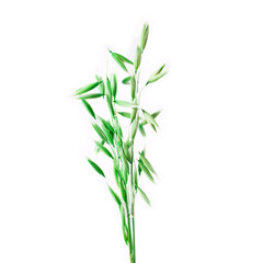 Green oat ears isolated on a white background.