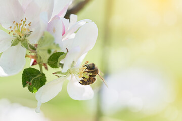 Bee on apple blossom. Bright sunny yellow in background.