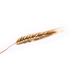 Wheat isolated on a white background.