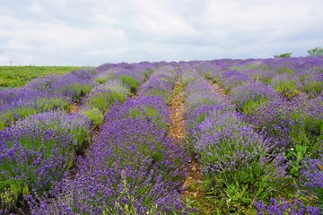 Fototapeta na wymiar lavender field in serbia