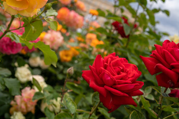 red roses on a green bush and different flowers on a background