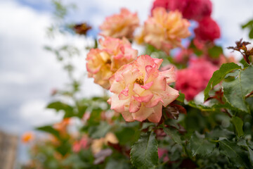 pink rose flowers macro photo on blurred background