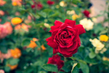 red rose flower macro photo on blurred background