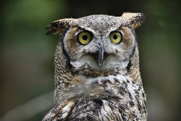Great Horned Owl Stare Down