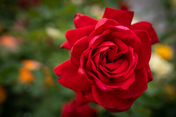 red rose flower macro photo on blurred background