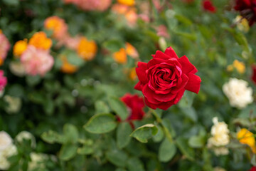 red rose flower. against the background of rose bushes. macro photo on blurry background