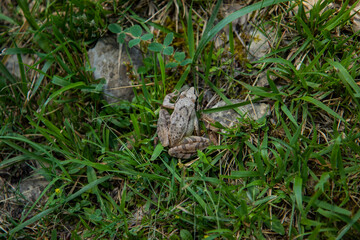 Paseo por la Naturaleza de acceso al Nervion