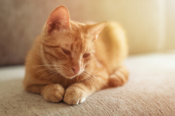 A very cute ginger tabby cat lies on the couch and wants to sleep. Closeup portrait. Sunlight and home comfort. The concept of domestic animals