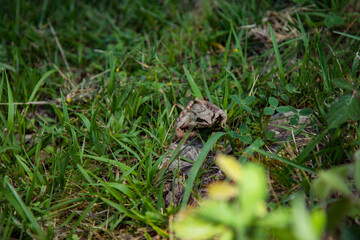 Paseo por la Naturaleza de acceso al Nervion