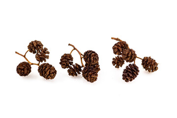 Alder cones closeup isolated on white