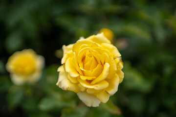 Yellow rose flower on a bush. Macro photo