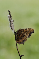 Aglais urticae butterfly dark brown on a forest plant on a summer morning
