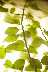 Vine on a Window