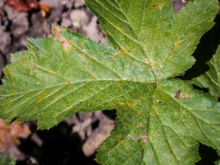 rosaceae potentilla leaf close up