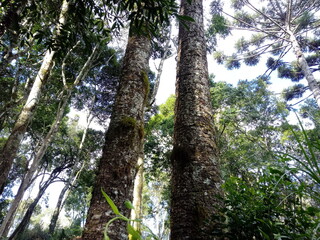 Fototapeta premium trees in the forest