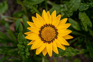sunflower in the garden