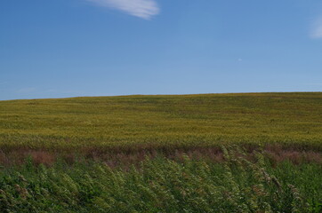 Rural