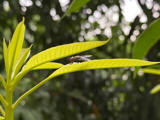 The housefly, Fly, Housefly on a leaf