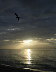 Atardecer con pelícano volando en costa tropical. Los Roques Venezuela.