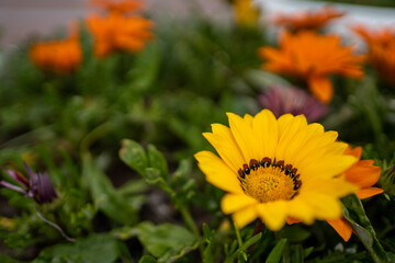 yellow flowers in the garden