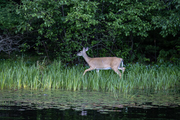 white tailed deer walking in lake