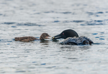 Fototapeta premium Common Loon Feeding her Chick